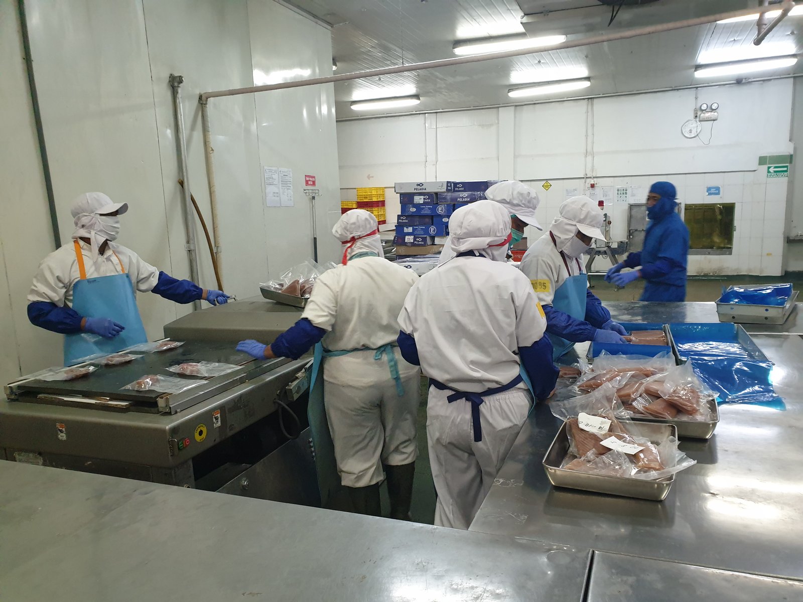 Filleting team trimming portions on the processing table