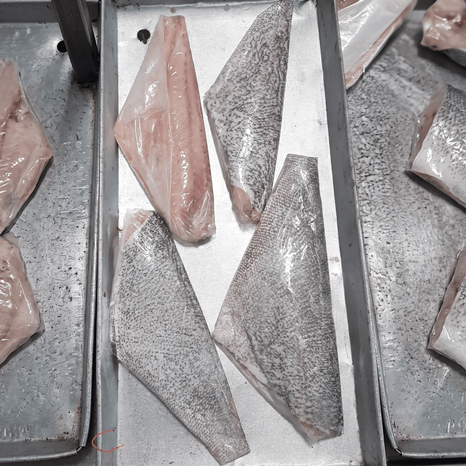 Barramundi fillet — IVP wrapped