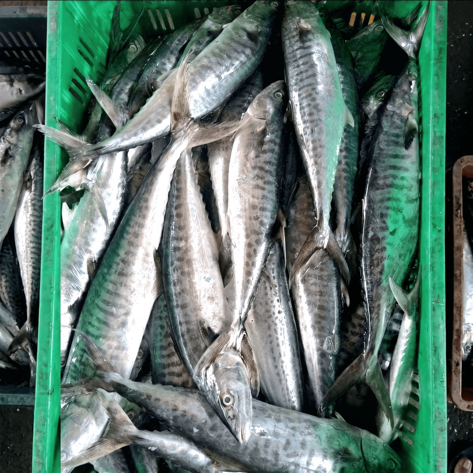 Mackerel — at receiving